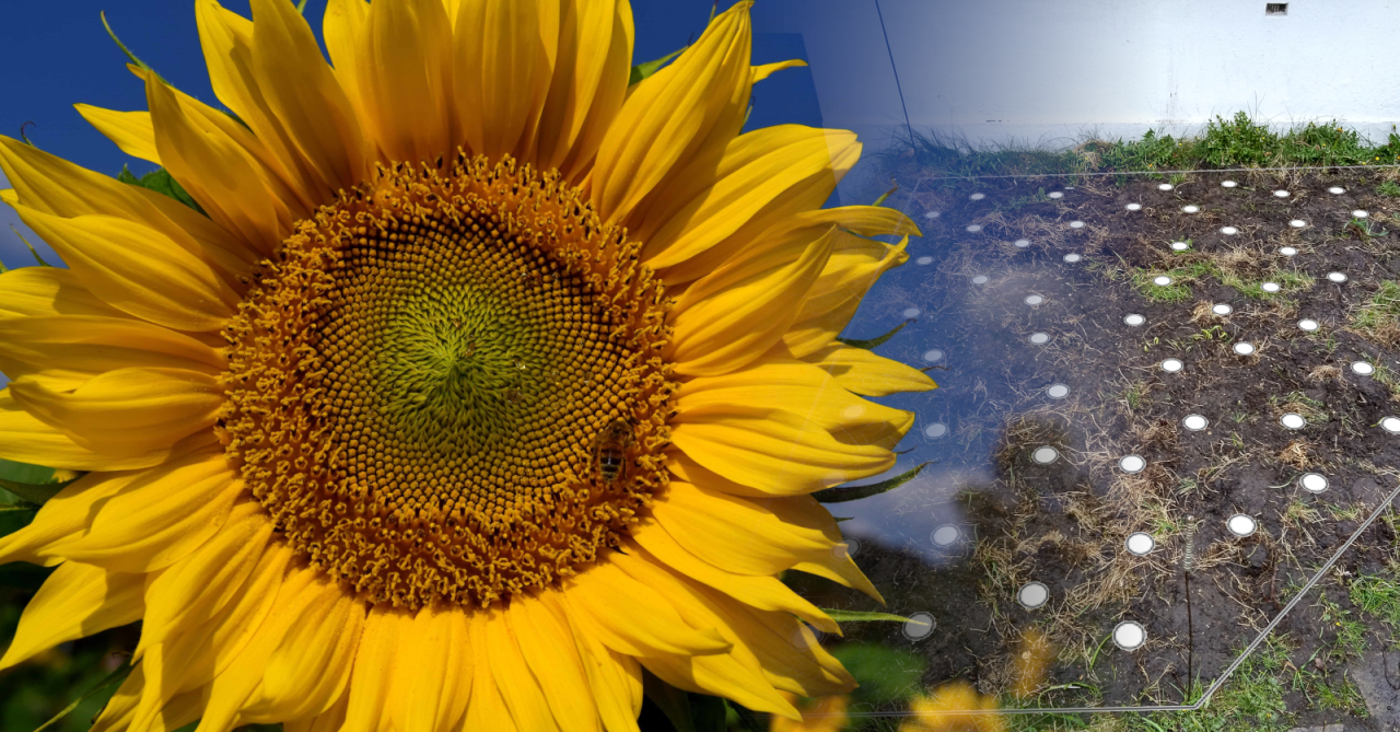 Planting Sunflowers With Statistics